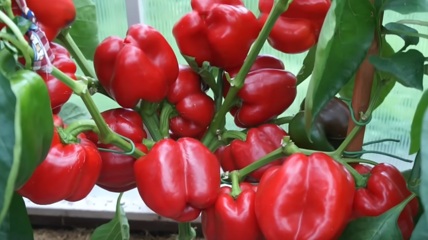 Результат применения правильной технологии выращивания 