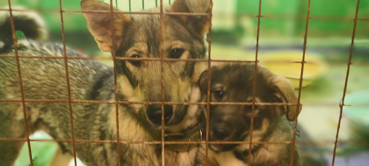 Ирма с детьми - результат безответственного отношения людей к четвероногим друзьям.