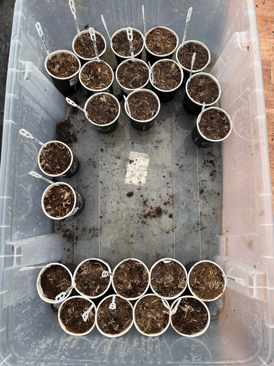 * в процессе посадки будущей рассады. 