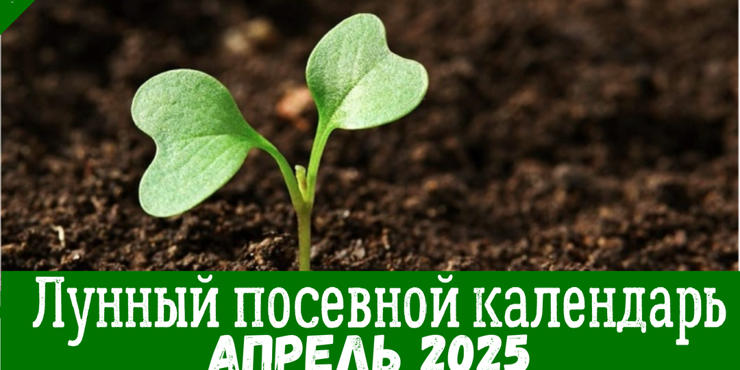 Лунный календарь для садоводов и огородников на апрель 2025 года: Благоприятные дни для посева