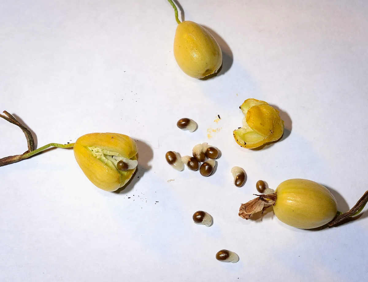 Семена подснежника
