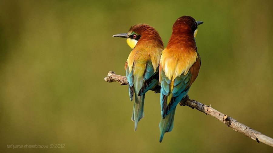 Щурка Золотистая. Фото: Татьяна Жеребцова 