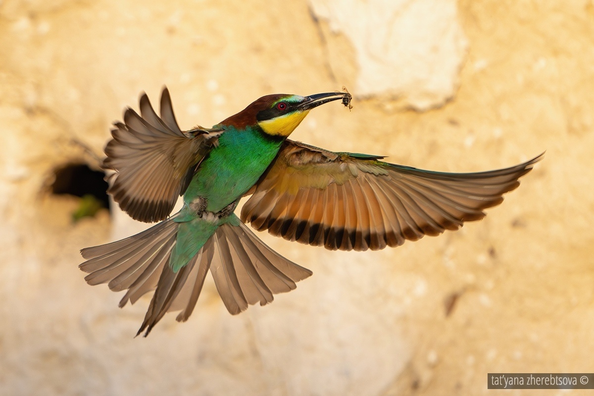 Щурка Золотистая. Фото: Татьяна Жеребцова 