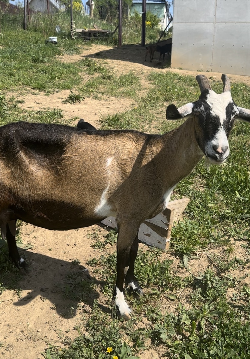 Матрешка лето 2023 год.