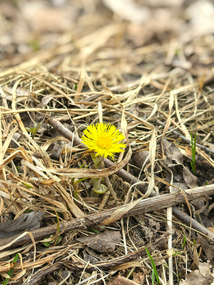 Первая мать-и-мачеха. Март 2025г.