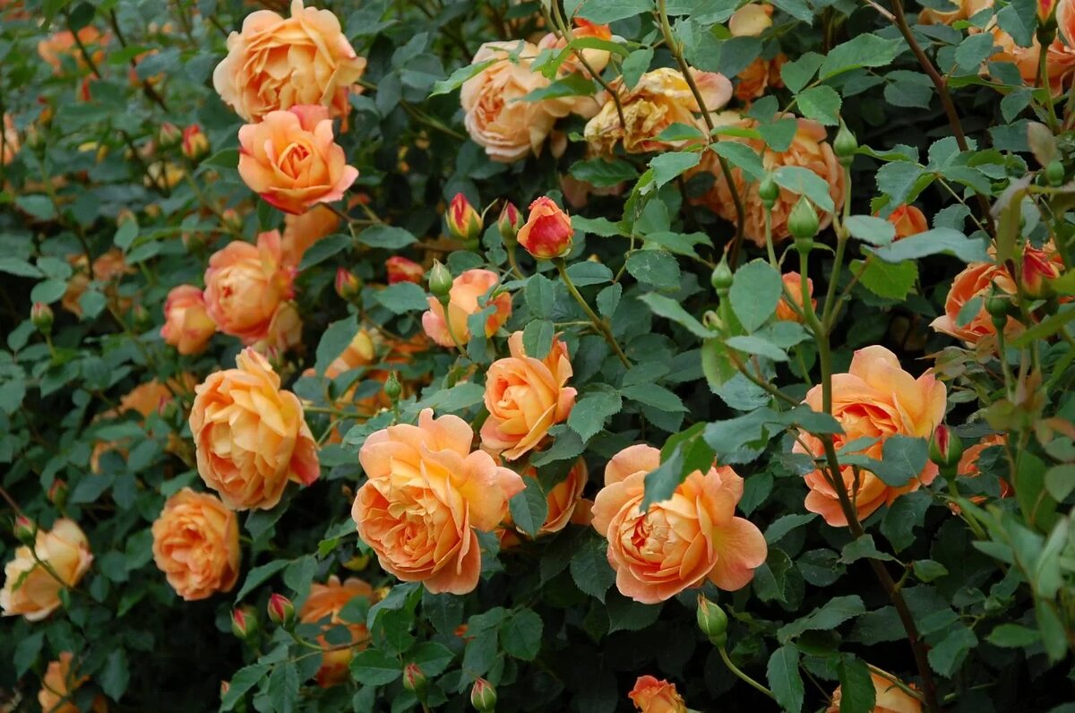 Леди оф Шалот