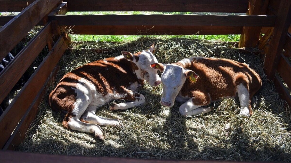     Источник: 1MI