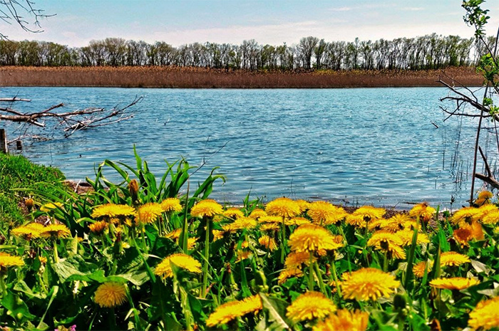 Челбас начинается к северу от станицы Темижбекской, в 4 км от реки Кубань, вытекая из пруда Мирского. Фото: Артём Назаров.