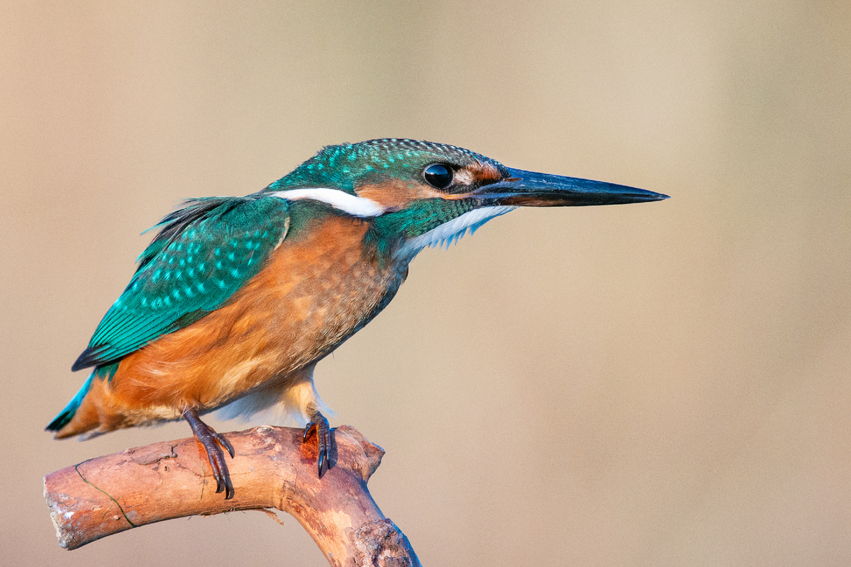 MriyaWildlife/istock 