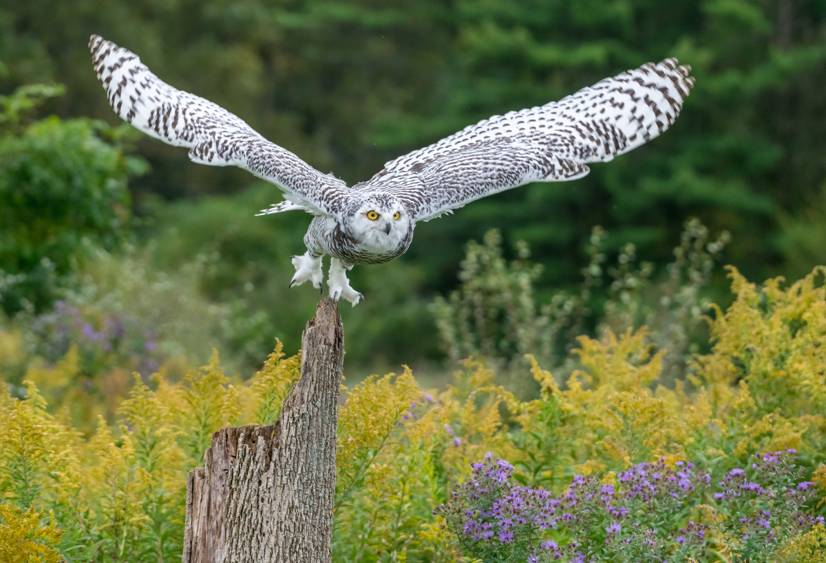 Susan Perry/istock