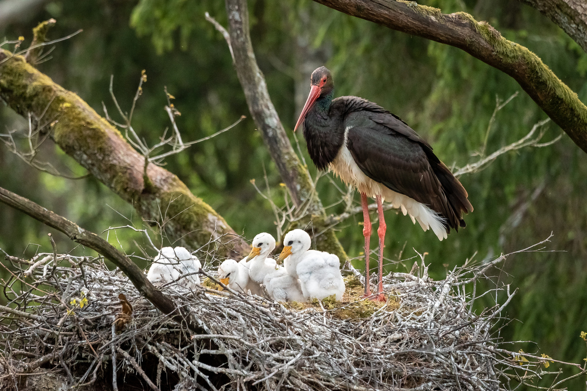 Maris Maskalans/istock