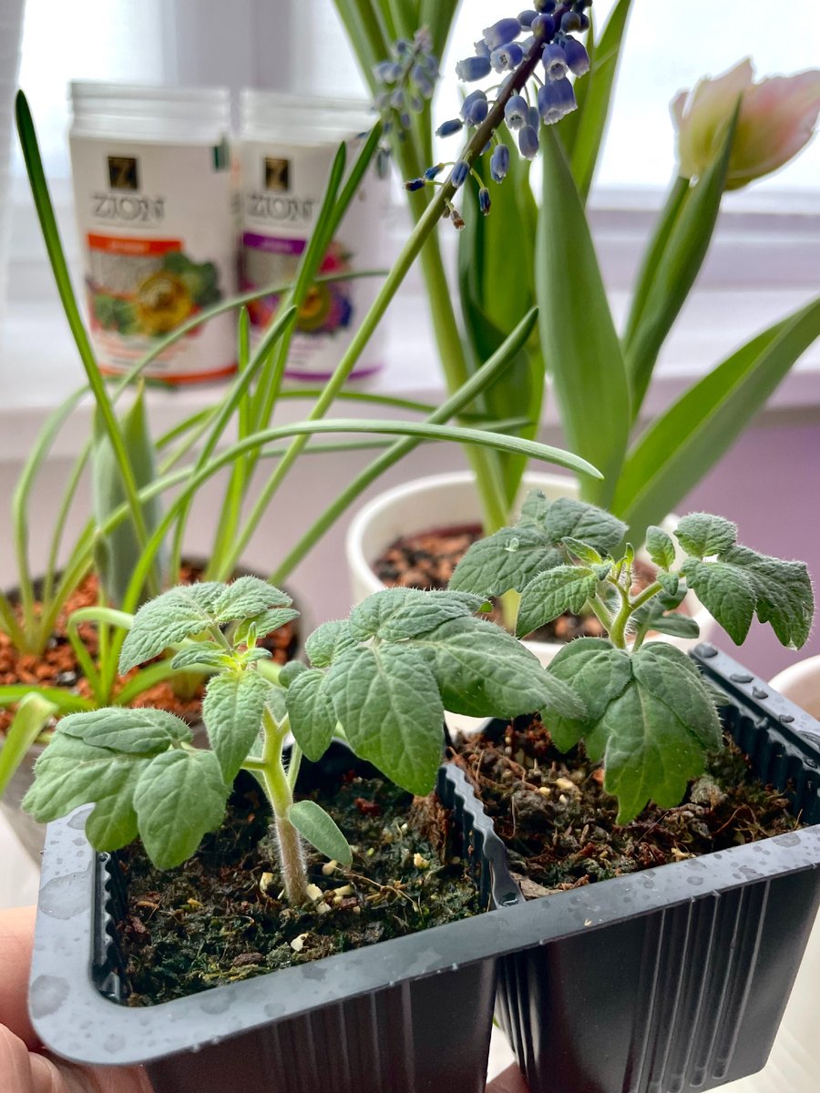 Почему рассада плохо растет