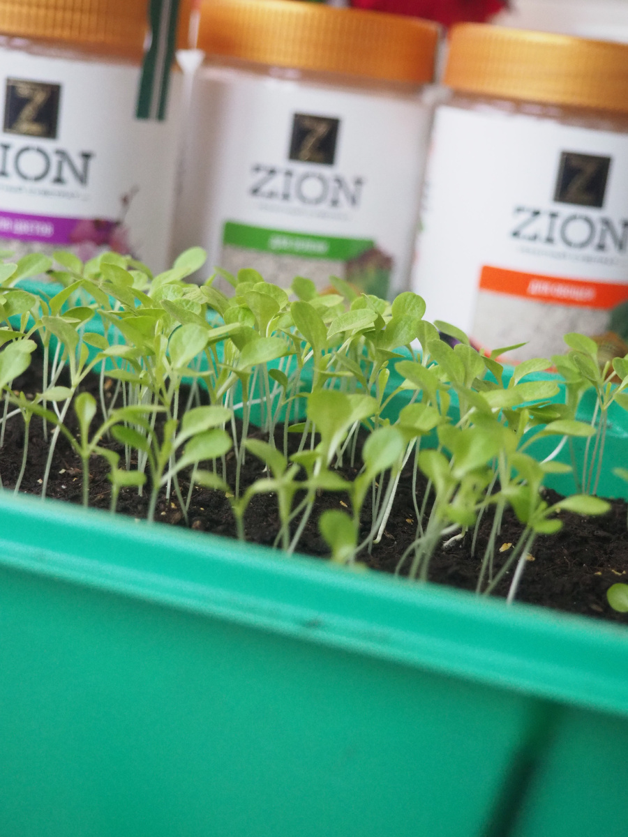 Что сделать чтобы рассада росла быстрее