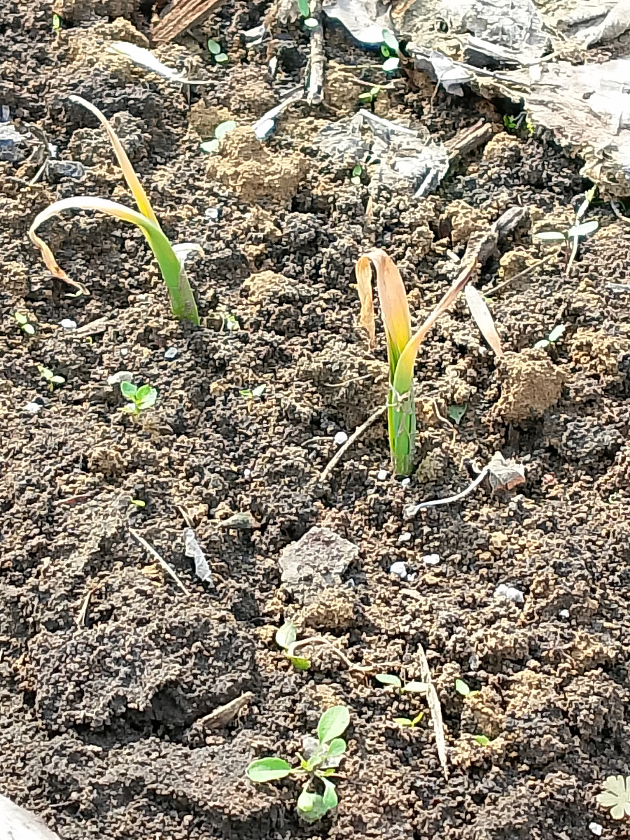 Верхушки у чеснока жёлтые и не растет совсем. 