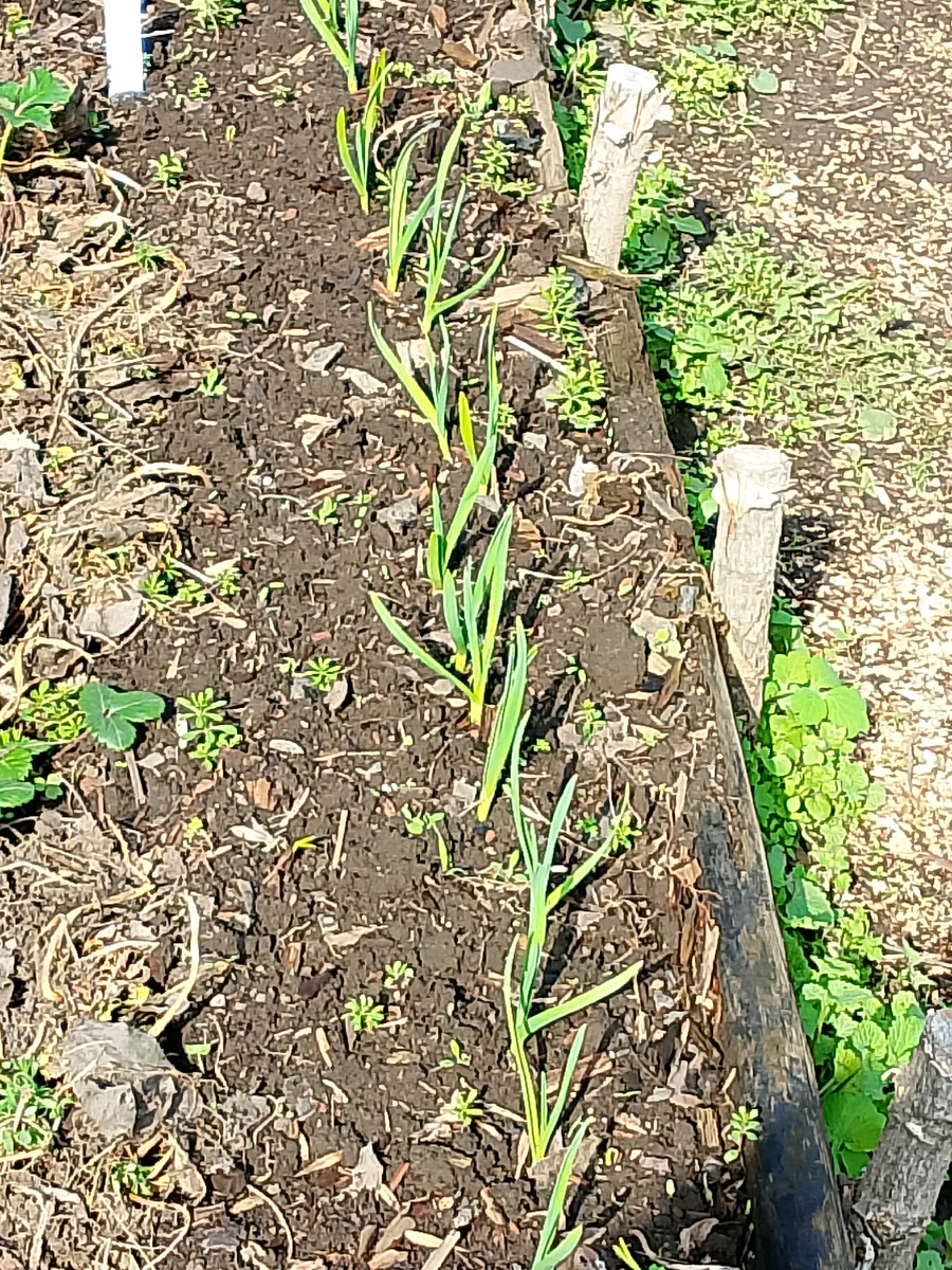 Чеснок, посаженный в конце ноября. 