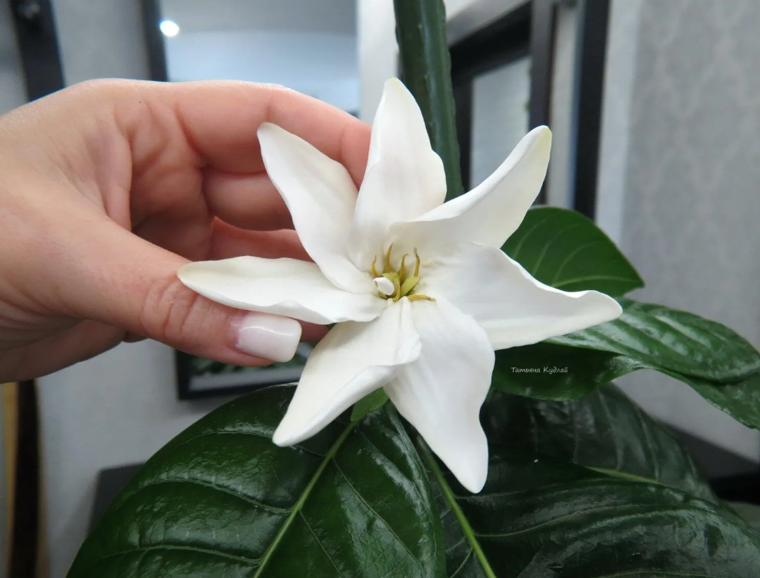 гардения диаманд фрагранс делай