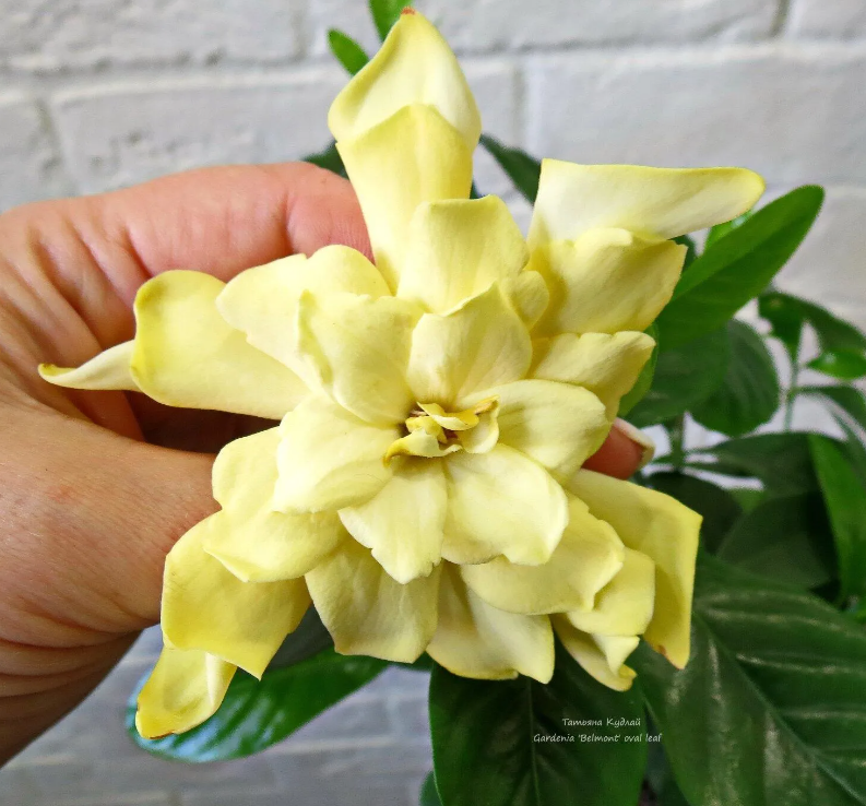 гардения бельмонд овал лив