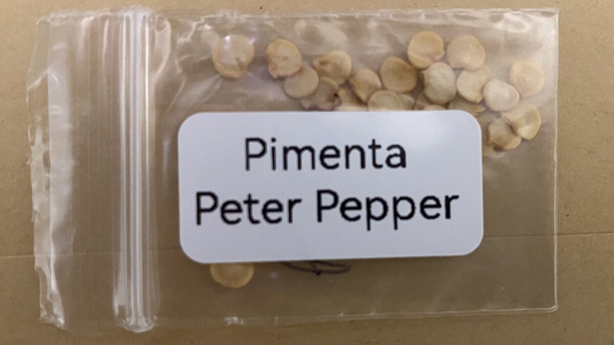 Так выглядит этот необычный мигрант из Бразильской сборной. По этическим соображениям приводится фото перца в зачаточном состоянии. 