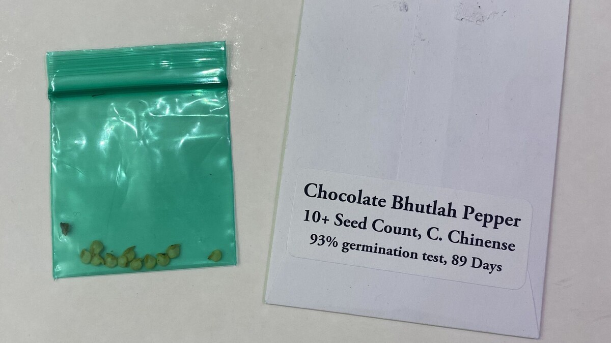 Так выглядит незрелый полупризрак