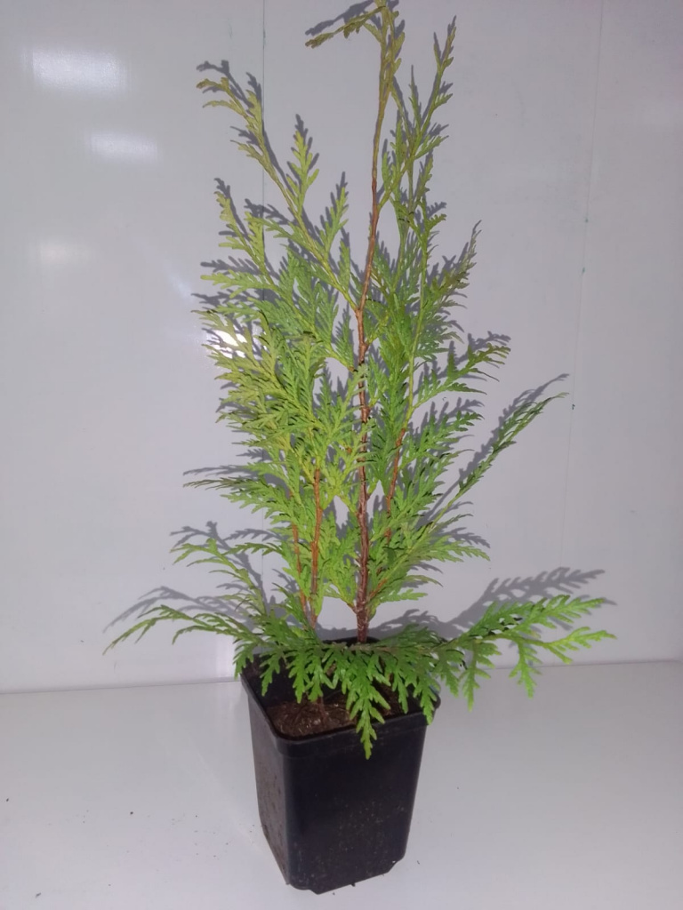 Туя западная Литл Чемпион