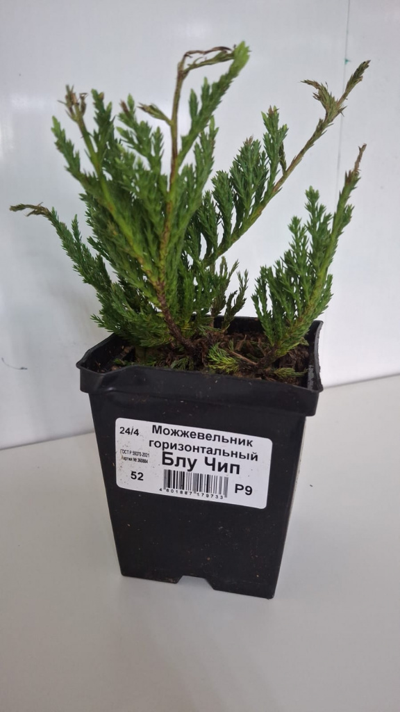 Можжевельник горизонтальный Блю Чип