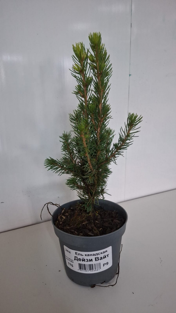 Ель канадская Дейзи Вайт
