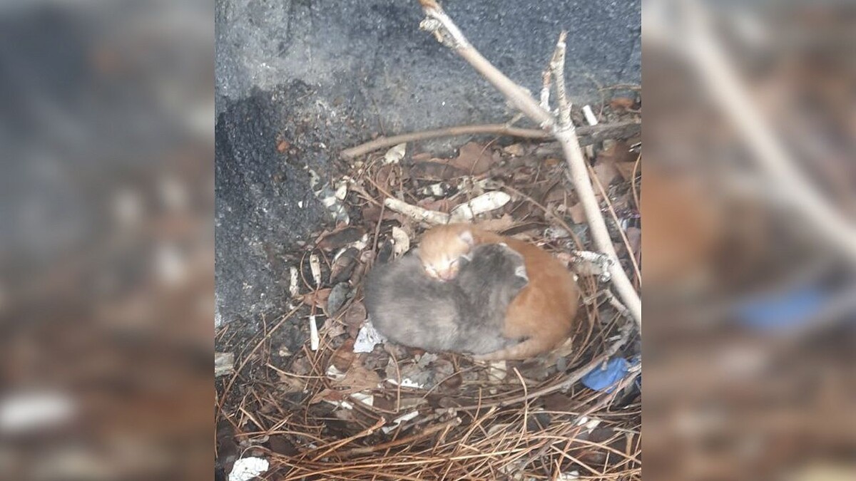    Фото: Алексей Одеров