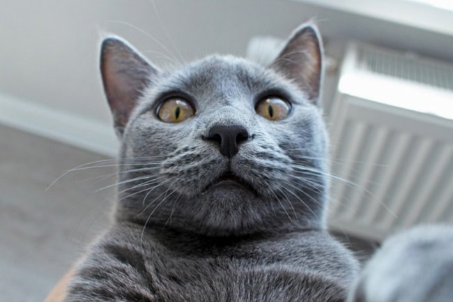    Летние приключения без волнений и блох: как правильно подготовить кошку к дачному переезду