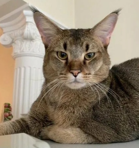 Чауси. Фото из открытых источников. 