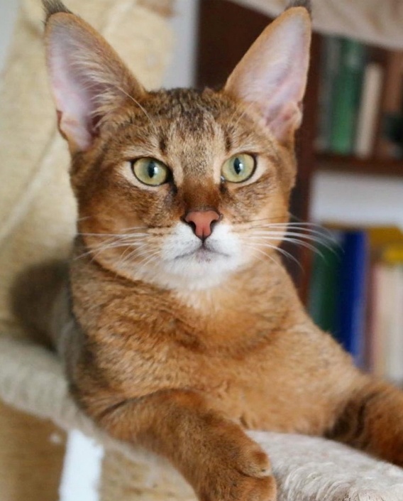 Чауси. Фото из открытых источников. 