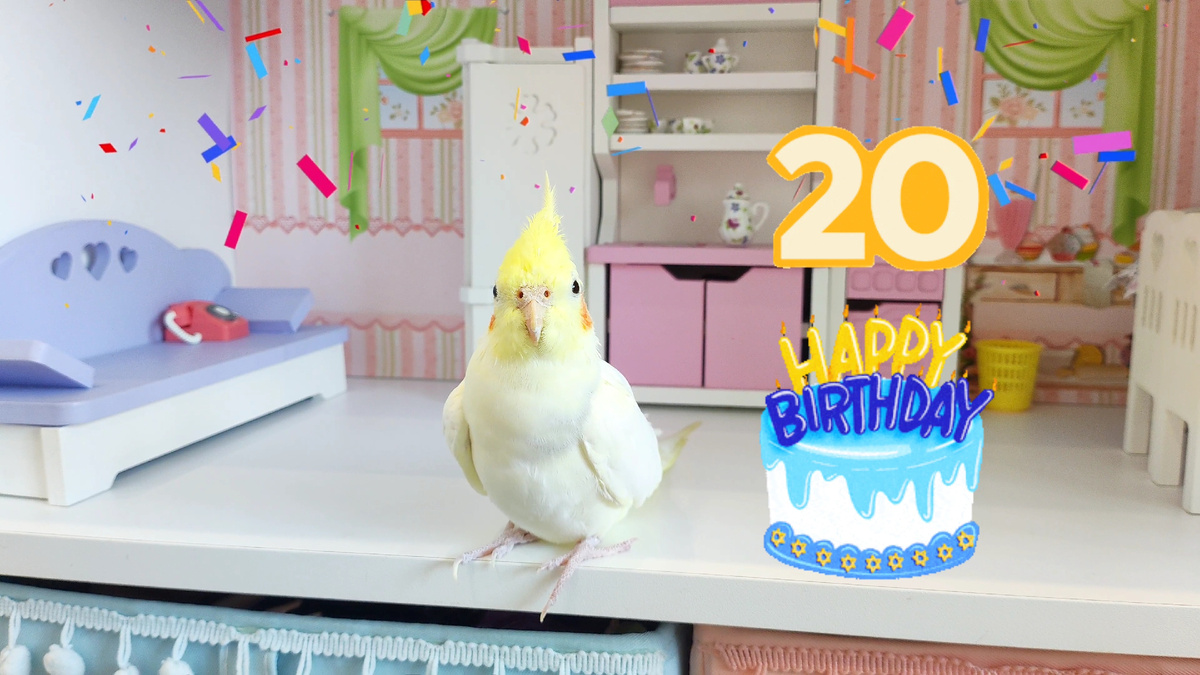 Попугаи кореллы - долгожители