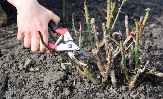 Тупые инструменты могут повредить растение и способствовать развитию болезней