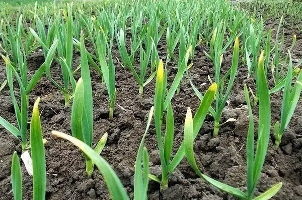 Используйте калийно-фосфорные удобрения или комплексные удобрения с микроэлементами