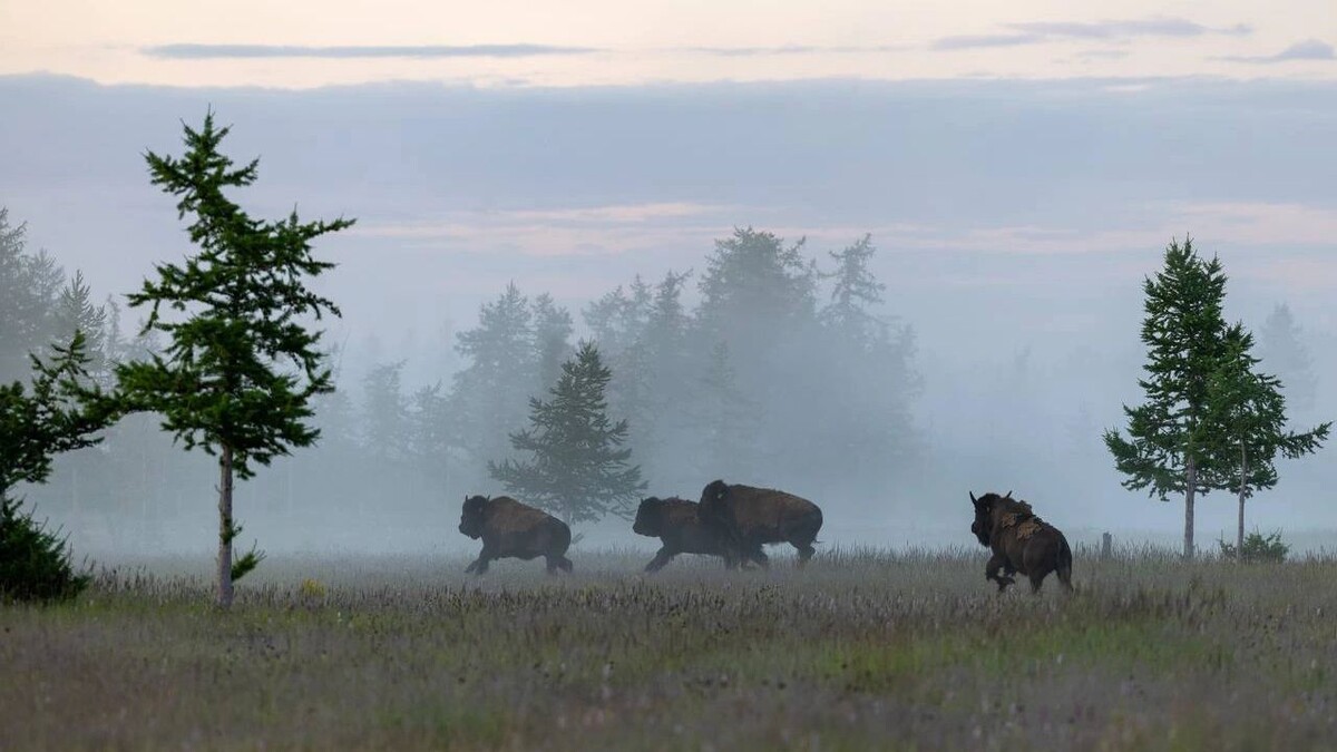    Фото: Федор Воронов/«Ямал-Медиа»