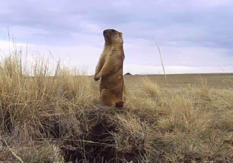    На страже своего имения. В объектив оренбургского фотографа Ивана Шартнера попал байбак Кристина Просвиркина