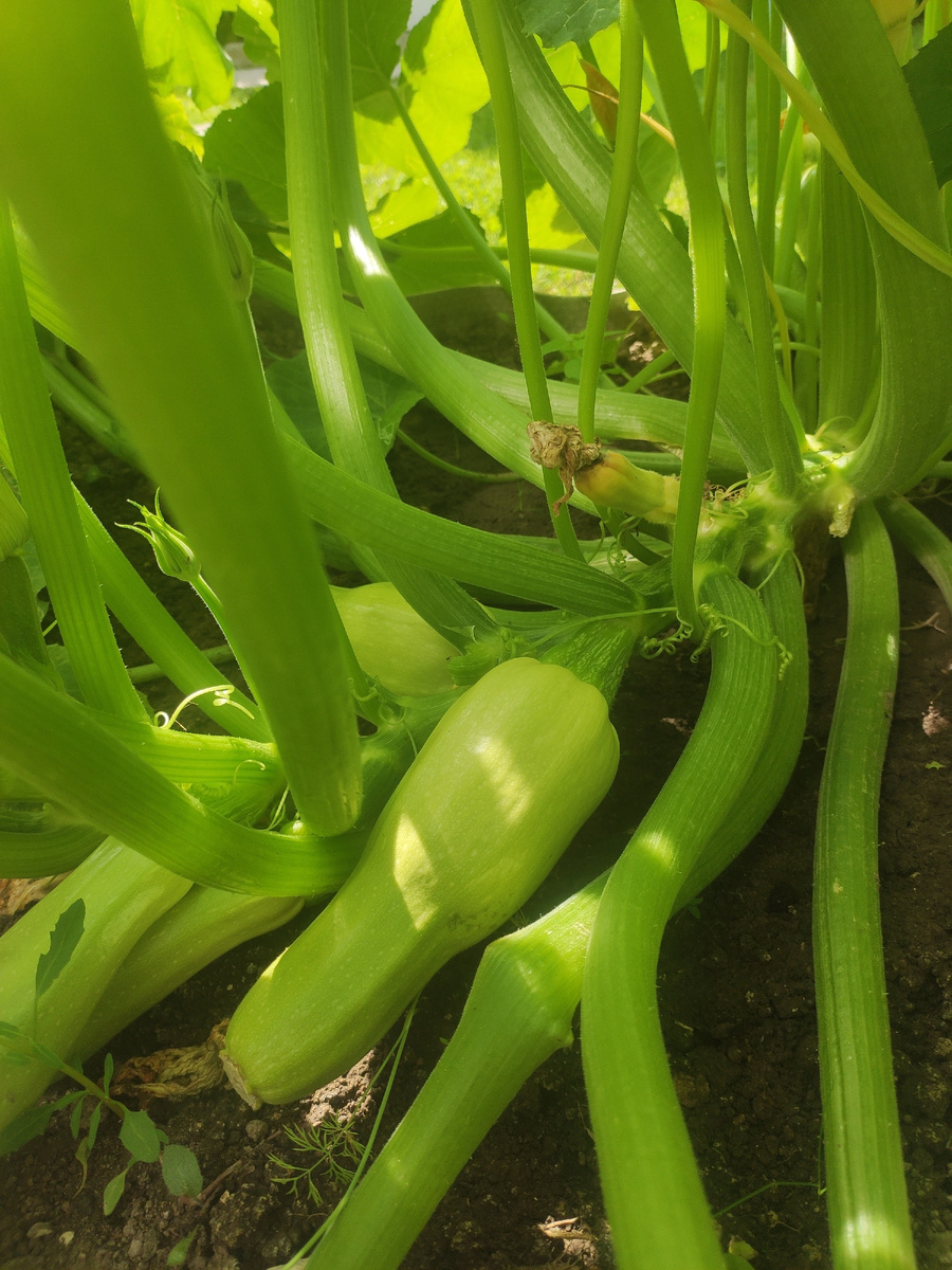 Самые неприхотливые овощи на огороде