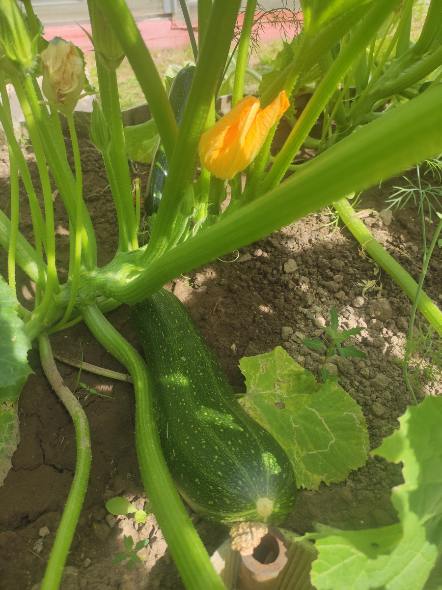 Мой любимый цукини