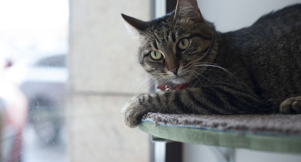    Медиасток.рф