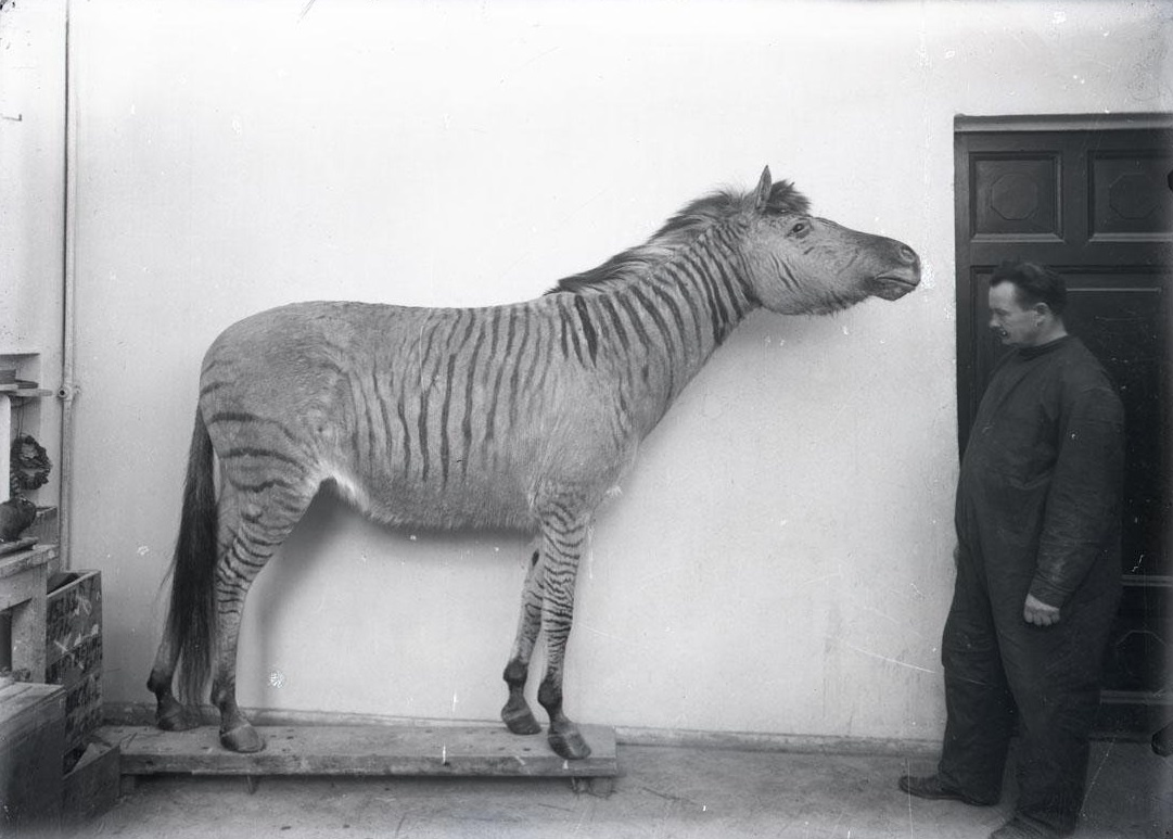 Ф. Е. Федулов стоит около изготовленного им чучела зеброида.  Октябрь 1929 г. Фотография из коллекции Дарвиновского музея.