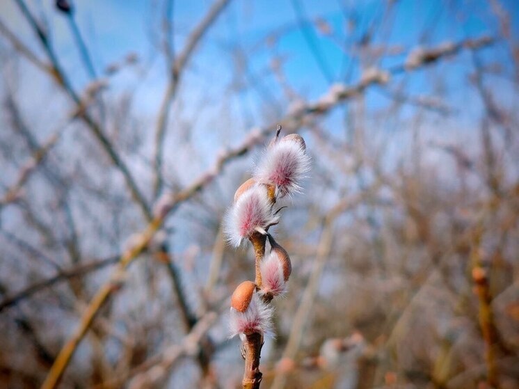   МК в Бурятии