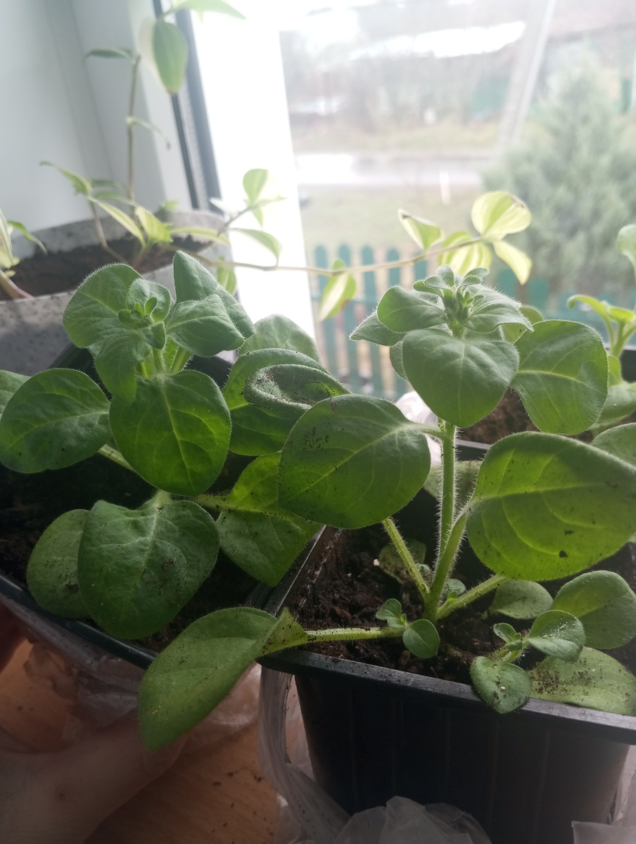 Желтая должна быть