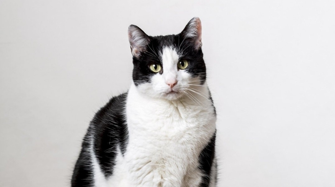 Кот с просторов интернета оказался очень на Варсилия похож 👍