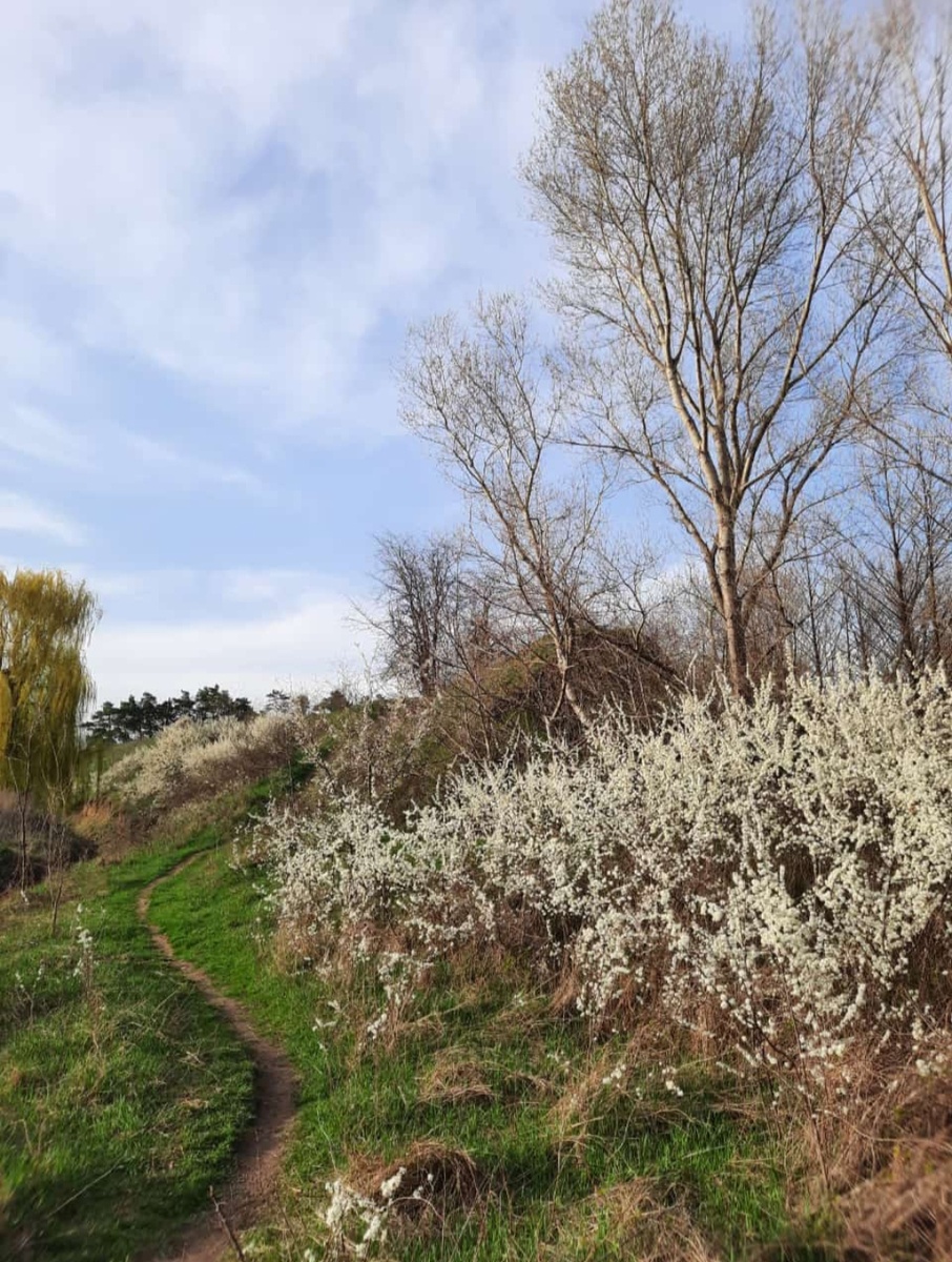 Автор  А. Закопкина