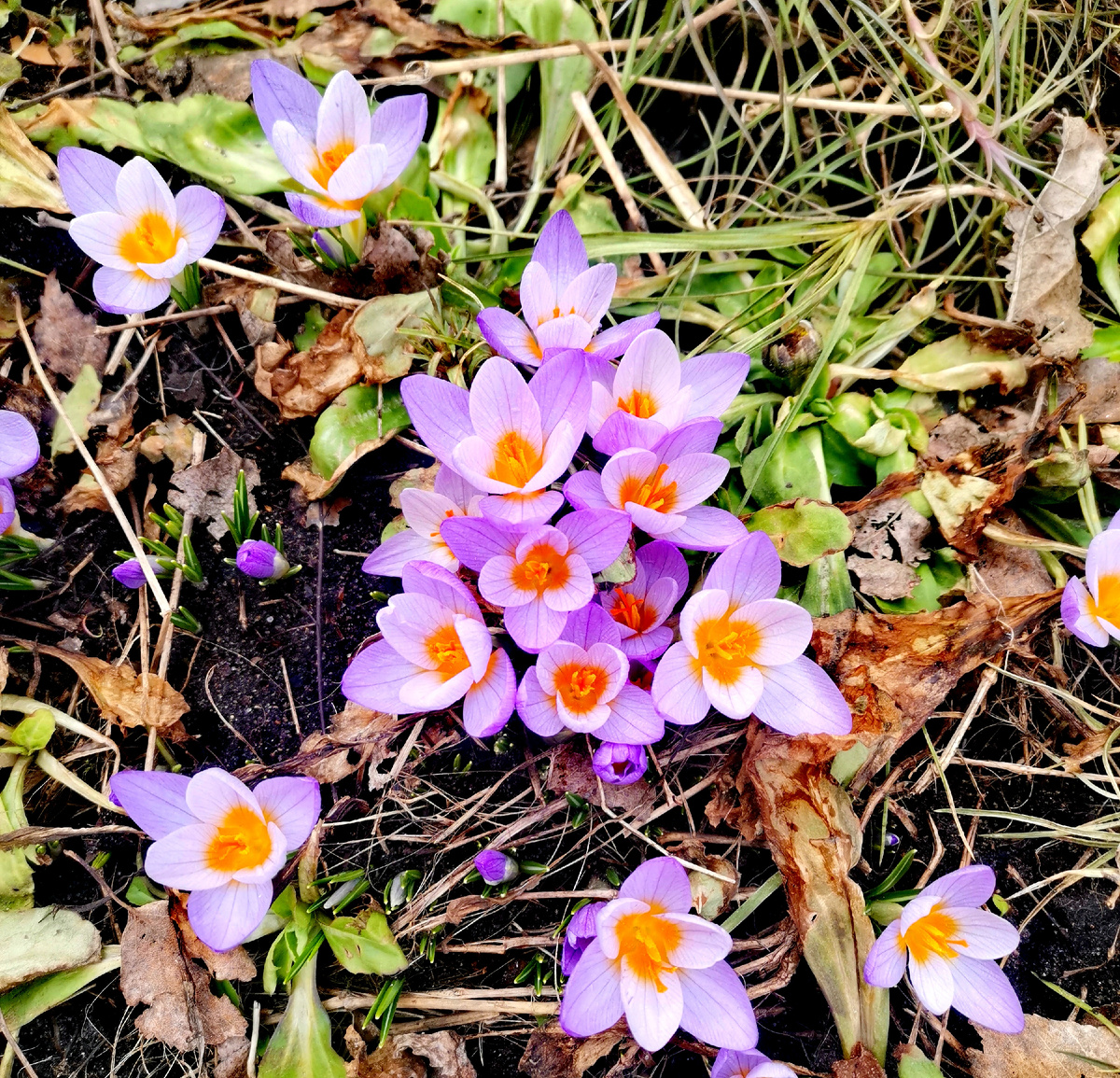 Фото с дачи.