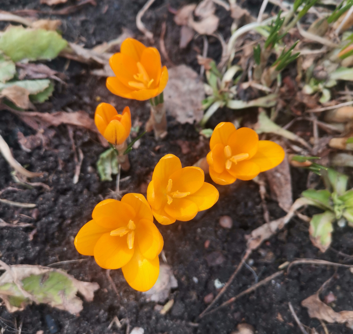 Фото с дачи.