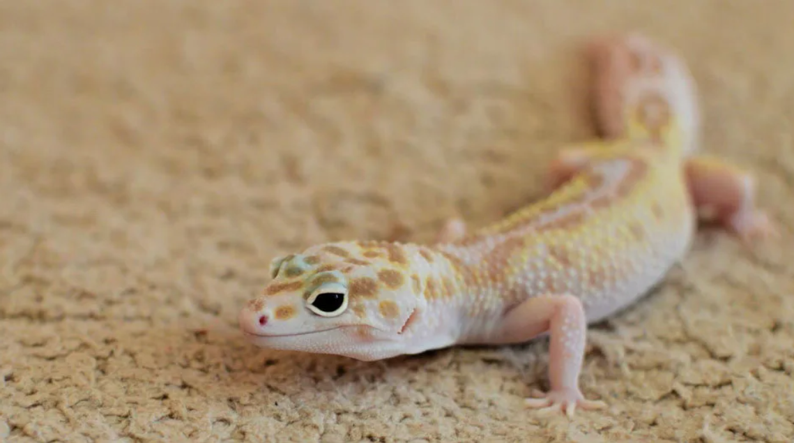 Такого плана наш геккончик - самый обычный, ничего интересного для ценителей или коллекционеров