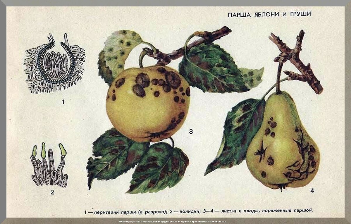 https://vk.com/photo-159774511_457270348