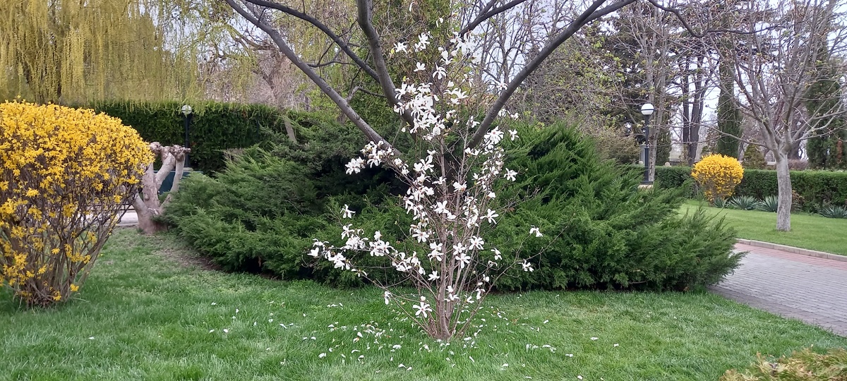 Цветение магнолии