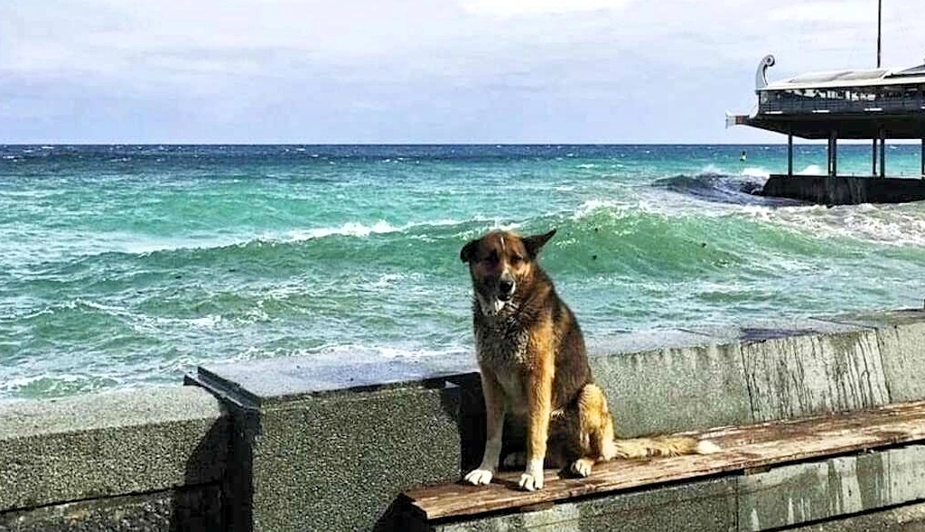 Пёс Мухтар - "ялтинский Хатико". Фото из открытых источников.