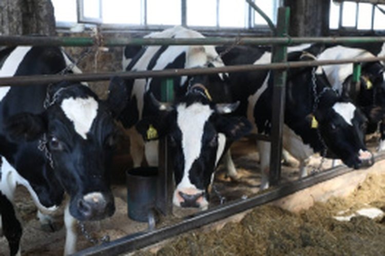    На развитие племживотноводства вологодским аграриям предоставлено 300 млн рублей